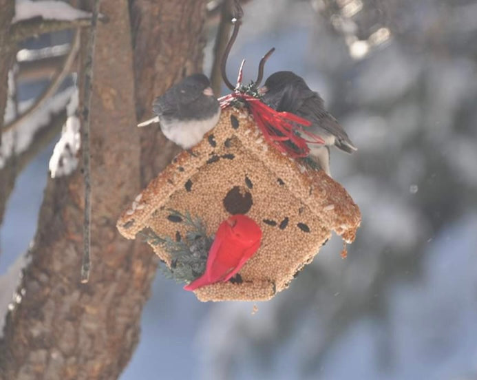 Wren Casita w/ Cardinal  Mr. Bird   