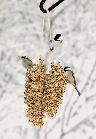 Pinecone Pair for the Birds  Mr. Bird   